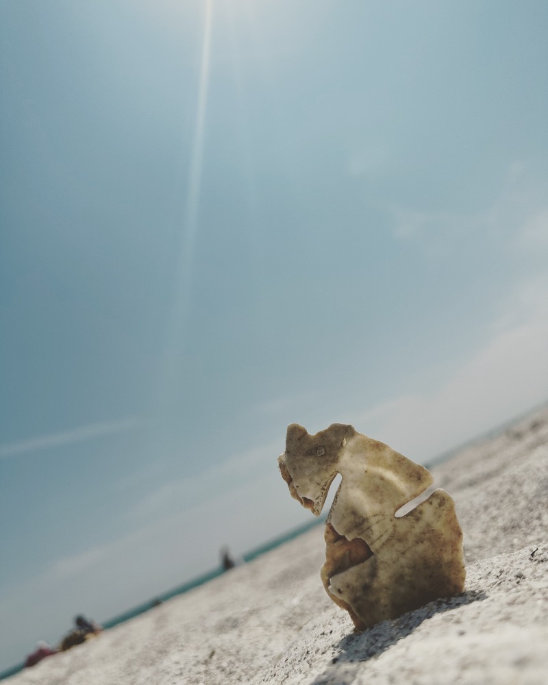 sand dollar on the beach