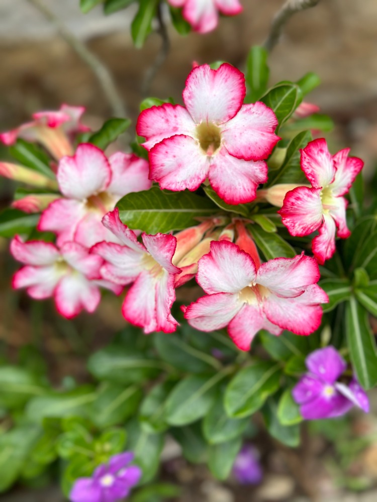 pink flowers