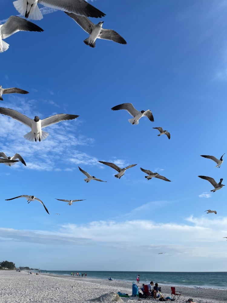 birds at the beach